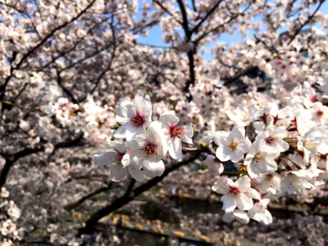 桜花爛漫。