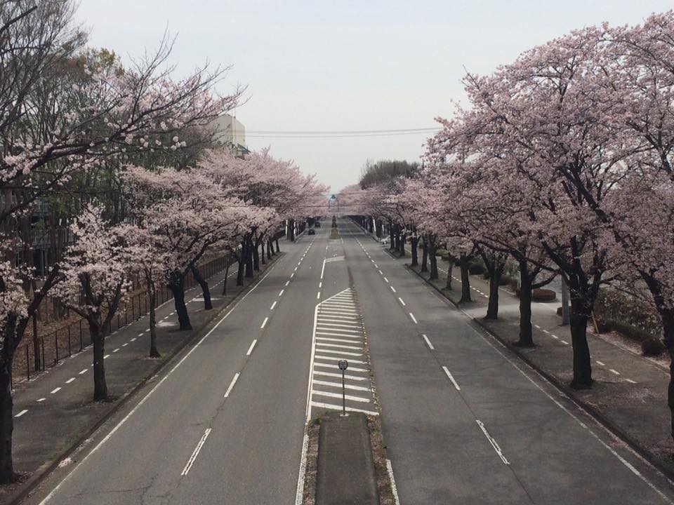 桜の並木道。