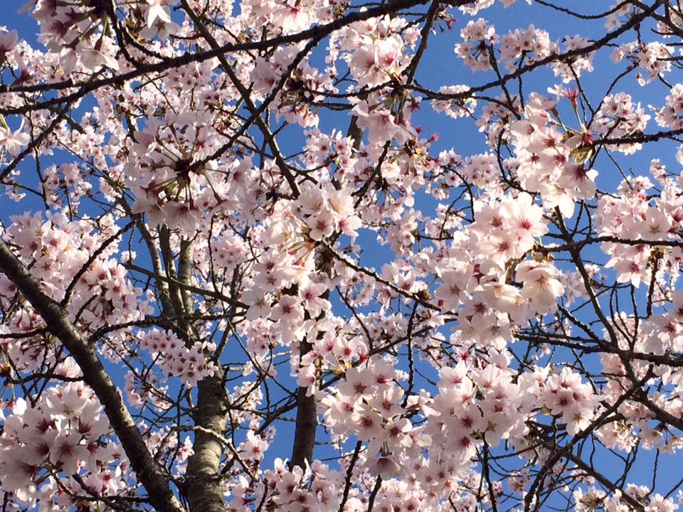 空の青に桜の薄ピンクが映えてる