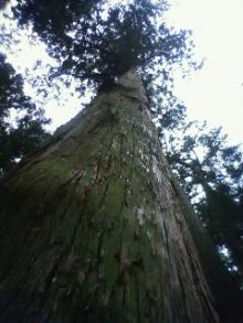 瑞厳寺の杉。