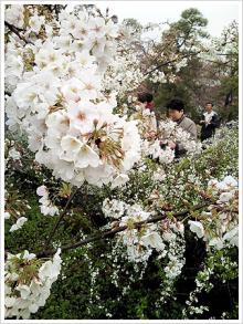 TOMOMIX.net-国立劇場。