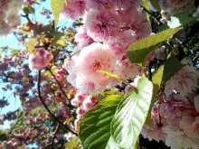 きままOLの戯言。-トーキョー日和☆